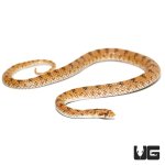 ug_crowned_leaf_nose_snake_4.jpg