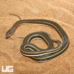 ug_female_hissing_sand_snake_2.jpg