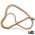 ug_new_baby_schokari_sand_racer_3.jpg