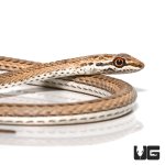 ug_new_baby_schokari_sand_racer_2.jpg
