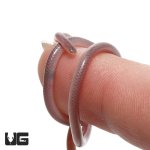 ug_cairo_blind_snake_3.jpg