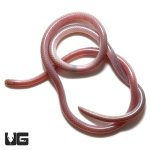 ug_cairo_blind_snake_2.jpg