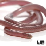 ug_cairo_blind_snake_1.jpg