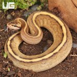 ug_Baby_Spector_Spark_Ball_Python_2.jpg