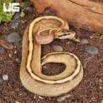 ug_Baby_Spector_Spark_Ball_Python_1.jpg