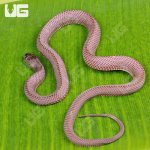 ug_Yearling_File_Snake_4.jpg