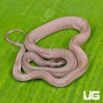 ug_Yearling_File_Snake_3.jpg
