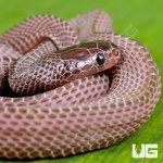 ug_Yearling_File_Snake_2.jpg