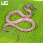 ug_Yearling_File_Snake_1.jpg