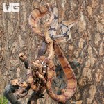 ug_Adult_Dog_Toothed_Cat_Snake_4.jpg
