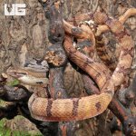 ug_Adult_Dog_Toothed_Cat_Snake_3.jpg