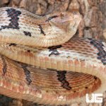 ug_Adult_Dog_Toothed_Cat_Snake_2.jpg