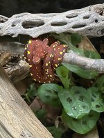 IMG_5586.jpeg