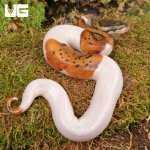 ug_Scaleless_Head_Spider_Pied_Poss_Pinstripe_Ball_Python_4.jpg