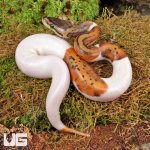 ug_Scaleless_Head_Spider_Pied_Poss_Pinstripe_Ball_Python_3.jpg