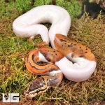 ug_Scaleless_Head_Spider_Pied_Poss_Pinstripe_Ball_Python_2.jpg