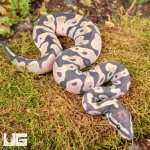 ug_Baby_Scaleless_Ball_Python_4.jpg