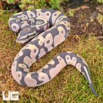 ug_Baby_Scaleless_Ball_Python_2.jpg