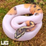 ug_Baby_Scaleless_Pied_Ball_Python_1.jpg