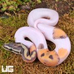 ug_Baby_Scaleless_Pied_Ball_Python_4.jpg