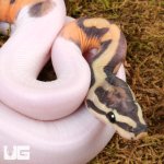 ug_Baby_Scaleless_Pied_Ball_Python_3.jpg