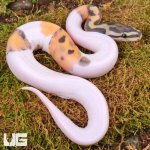 ug_Baby_Scaleless_Pied_Ball_Python_2.jpg