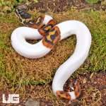 ug_Baby_High_White_Scaleless_Head_Pied_Ball_Python_1.jpg