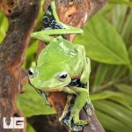 ug_Norhayatis_Gliding_Frog_4.jpg
