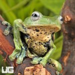 ug_Norhayatis_Gliding_Frog_3.jpg