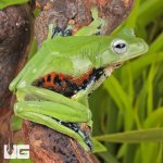 ug_Norhayatis_Gliding_Frog_2.jpg