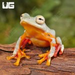 ug_Twin_Spotted_Tree_Frog_4.jpg