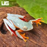 ug_Twin_Spotted_Tree_Frog_2.jpg