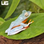ug_Twin_Spotted_Tree_Frog_1.jpg