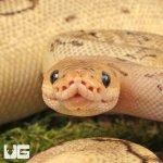 ug_2023_Male_Juvenile_Killerbee_Ball_Python_4.jpg