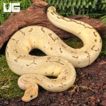 ug_2023_Male_Juvenile_Killerbee_Ball_Python_2.jpg
