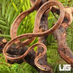 ug_white_spotted_cat_snake_2.jpg
