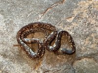 Male, 2023 Hatch - 2.jpg
