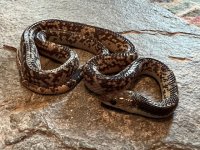 Male, 2023 Hatch - 3.jpg