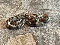 Oxyrhopus fitzingeri Clutch, 2024 - Female - 2-1.jpg
