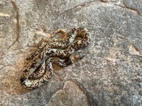 Oxyrhopus fitzingeri Clutch, 2024 - Female - 2-3.jpg