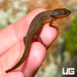 ug_new_peninsula_newt_4.jpg