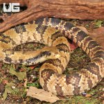 ug_False_Water_Cobra_5.jpg