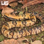 ug_False_Water_Cobra_3.jpg