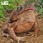 ug_Suriname_Giant_Marine_Toad_4.jpg