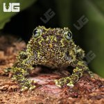 ug_Vietnamese_Mossy_Frog_3.jpg