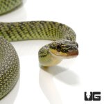 ug_ornate_flying_snake_1.jpg