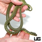 ug_ornate_flying_snake_2.jpg