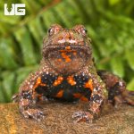 ug_Small_Webbed_Bell_Toad_1.jpg