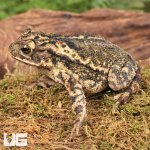 ug_Gulf_Coast_Toad_4.jpg