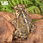 ug_gulf_coast_toad_2.jpg